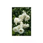 Aşılı Gül Fidanı Kokulu 10-20 Cm