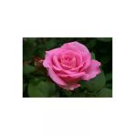 Aşılı Gül Fidanı Pembe 10-20 Cm