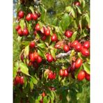 Aşısız Kızılcık Fidanı Cornus Mas Saksıda