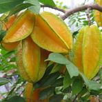 Aşısız Star Fruit Fidanı 5 Yaş 1,5 Mt Üstü