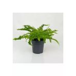 Aşk Merdiveni Nephrolepis Fidanı Fidesi 10-20 Cm