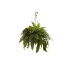Askılı Aşk Merdiveni - Nephrolepis Bitkisi (19 Cm Saksıda)