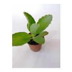 Aşkın Gözyaşı Çiçeği 10-20 Cm