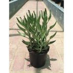 Aşkın Gözyaşı Çiçeği Fidanı (Kalanchoe Daigremontiana) 10-20 cm