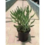 Aşkın Gözyaşı Çiçeği Fidesi 10-20 Cm