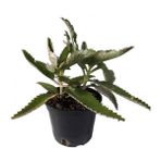 Aşkın Gözyaşı Çiçeği (Kalanchoe Daigremontiana) 15 cm