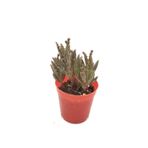 Aşkın Gözyaşı Çiçeği (kalanchoe Daigremontiana)