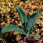 Aşkın Gözyaşı Çiçeği Mini (Kalanchoe Daigremontiana) 10-20 Cm