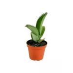 Aşkın Gözyaşı Çiçeği Mini (Kalanchoe Daigremontiana)