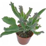 Aşkın Gözyaşı Fidanı 10-20 Cm