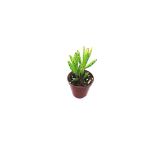 Aşkın Gözyaşı Fidanı Yeşil 10-20 Cm