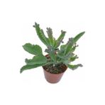 Aşkın Gözyaşları Çiçeği 15-25 Cm Kalanchoe Daigremontiana Echeveria