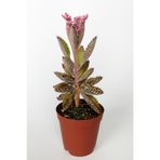 Aşkın Gözyaşları Çiçeği Kalanchoe Daigremontiana Pembe 5.5 Cm Sak