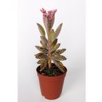 Aşkın Gözyaşları Çiçeği Kalanchoe Daigremontiana Pembe 5.5 Cm Saksıda