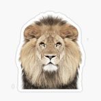 Aslan Araba Oto Sticker Etiket Renkli E2
