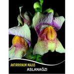 Aslanağzı Çiçek Tohumu - ANTIRRHINUM MAJUS (~ Takribi 50 Tohum)