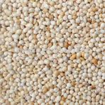 Aslımlar 1 kg Ak Darı Kuş Yemi