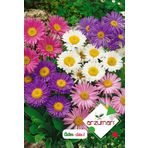 ASTER ÇİÇEĞİ (DİLBER KİRPİĞİ) TOHUMU 50 ADET TOHUM