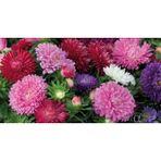 Aster Çiçeği Tohumu 50+ Tohum N11.8233