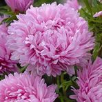Aster Kasımpatı ( Krizantem ) Pembe Renkli - 20 Tohum