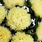 Aster Kasımpatı ( Krizantem ) Sarı Renkli - 20 Tohum