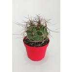 Astrophytum Capricorne Nadide Tür Tekli Özel Kaktüs 8.5 cm Kırmızı Saksıda
