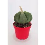 Astrophytum Miyriostigma Quadricostatum Nadide Tür Tekli Özel Kaktüs 8.5 cm Kırmızı Saksıda