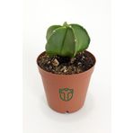 Astrophytum Myriostigma - Özel Tür Kaktüs - 5.5 cm Saksıda
