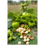 ASYA PAZARLAMA 1kg 1.kalite Taze Fındık, Yaş Fındık, Yeşil Fındık, Kabuklu Fındık, Organik Fındık, Sütlü Fındık, Yöresel Fındık, Çiğ Fındık, Çotanak Fındık
