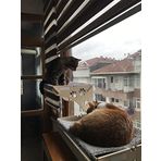 Ata Home Büyük Boy Ahşap Cama Yapışan Kedi Yatağı Vantuzlu
