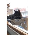 ATA HOME Cama Asılan Kedi Yatağı Vantuzlu
