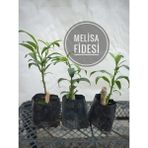 Ata Melisa Çiçeği Fidanı 3 Adet Köklü Fide