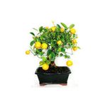 Ata Tohumculuk 10 Adet Bodur Bonsai Limon Ağacı Tohumu Italyan