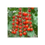Ata Tohumculuk 10 Adet Cherry Domates Saksılı Tohumu