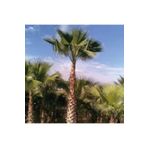 Ata Tohumculuk 10 Adet Washingtonia Rabusta Palmiye Tohumu