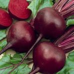 Ata Tohumculuk 100 Tohum Çok Faydalı Kırmızı Pancar Tohumu Ata Tohum Kırmızı Pancar Tohumu Yeni Szon - 100 Adet