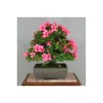 Ata Tohumculuk 2 Adet Tohum Orkide Bonsai Ağacı Tohum Bodur Bonsai Orkide Ağacı Tohum Saksı Toprak