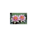 Ata Tohumculuk 2 'li Tohum Nadir Bulunan Pembe Lotus Çiçeği Tohumu Lotus Su Çiçeği Tohumu Nilüfer Çiçeği Tohumu - 2 Adet