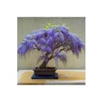 Ata Tohumculuk 5 Adet Bodur Jakaranda Bonsai Ağacı Tohumu