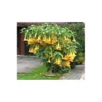 Ata Tohumculuk 5 Adet Tohum Angel Trumpet Çiçeği Meleklerin Borozanı Çiçek Tohumu Süpriz Hediye Bonsai Ağacı Tohum