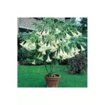 Ata Tohumculuk 5 Adet Tohum Angel Trumpet Çiçeği Tohum Melek Borazanı Çiçeği Tohum Tohum Saksı Toprak Hediyeli