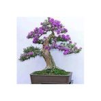 Ata Tohumculuk 5 Adet Tohum Bodur Jakaranda Bonsai Ağacı Tohumu Sürpriz Hediye Bonsai Ağacı Tohumludur