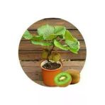 Ata Tohumculuk 5 Adet Tohum Bodur Kivi Bonsai Ağacı Tohumu Süpriz Hediye Bonsai Ağacı Tohumlu