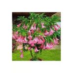 Ata Tohumculuk 5 Adet Tohum Nadir Bulunan Meleklerin Borozanı Pembe Angel Trumpet Çiçeği