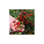Ata Tohumculuk Nadir Ithal Cherry Minik Bezelye Domates Tohumu 10 Adet