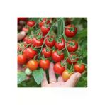Ata Tohumculuk Tohum Süper Paket Cherry Domates Ata Tohum 150 Adet
