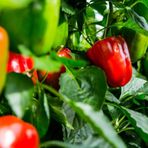 ATA TOHUMU YERLİ HATAY ACI DOLMA BİBERİ 500 ADET TOHUM