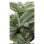 ATABEY ÇİÇEK Beyaz Çizgili Telgraf Çiçeği Tradescantia