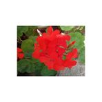 ATABEY ÇİÇEK Kırmızı Sardunya Çiçeği Pelargonium Grandiflorum