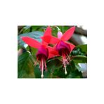 ATABEY ÇİÇEK Pembe Küpeli Çiçeği Fidanı Fidesi 15-25 cm